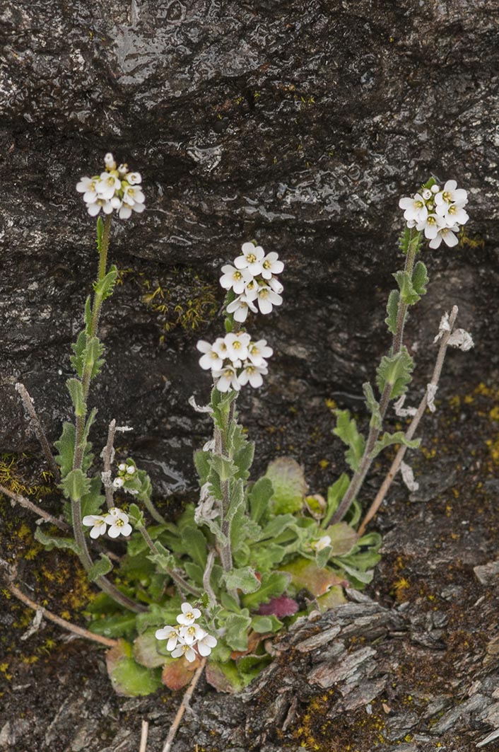 Arabis collina / Arabetta collinare